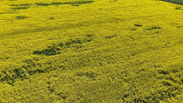 Konya çiftçisine destek: Başvurular 2 Ekim'de sona erecek