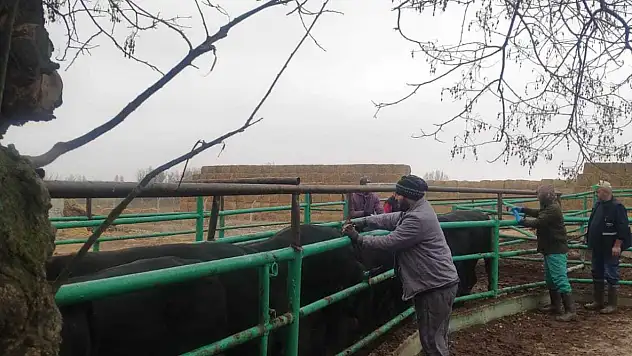 Konya çiftçisine 'sağlık' güvencesi: Veterinerler sahada