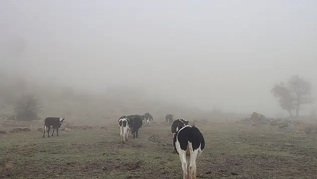 Konya'da 11 büyükbaş sırra kadem bastı! Jandarma operasyonuyla bulundu
