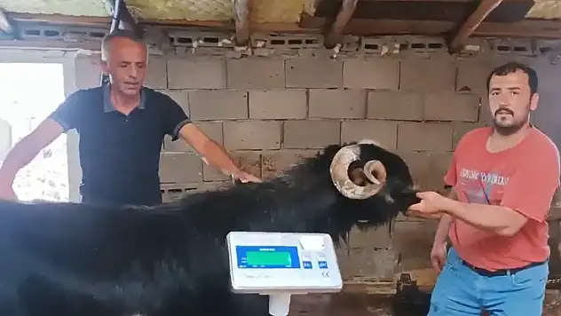 Konya'da 160 kiloluk teke görenleri hayrete düşürüyor