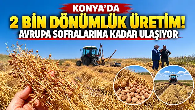 Konya'da 2 bin dönümlük üretim! Avrupa sofralarına kadar ulaşıyor
