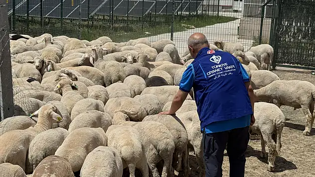 Konya'da 4 bin kurban hissesi ihtiyaç sahiplerine ulaştırılıyor