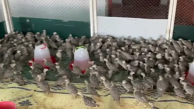 Konya'da 7 yılda 100 bin civarında keklik üretildi