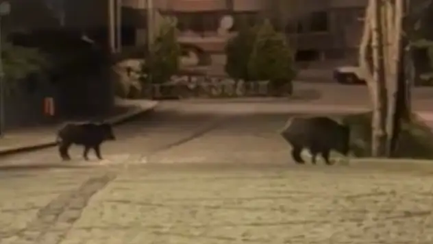 Konya'da aç kalan domuzlar şehre indi