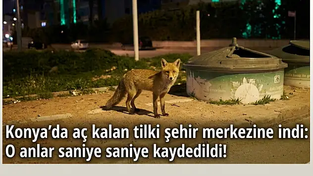 Konya'da aç kalan tilki şehir merkezine indi: O anlar saniye saniye kaydedildi!