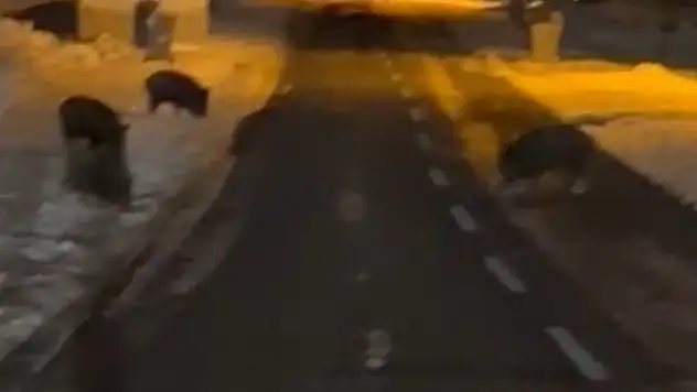 Konya'da aç kalan yaban domuzları yerleşim yerine indi