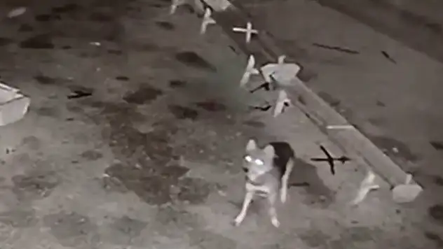 Konya'da ağıla giren kurt, katliam yaptı!