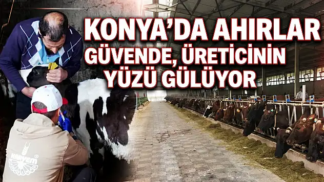 Konya'da ahırlar güvende, üreticinin yüzü gülüyor
