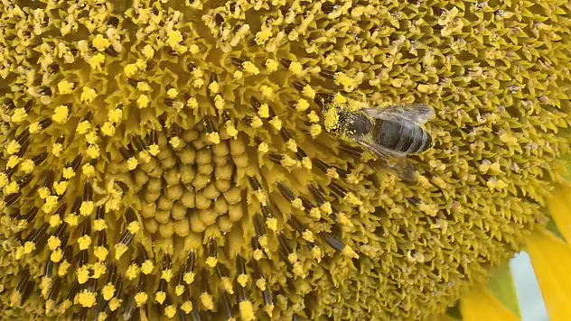 Konya'da arılar tarlaya indi! Verimi artıracak...