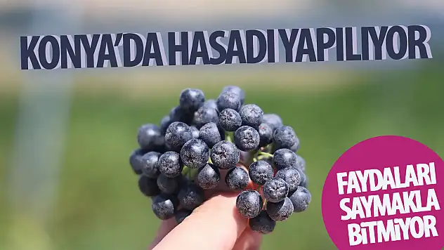 Konya'da 'Aronya' hasadı başladı: Faydası saymakla bitmiyor!