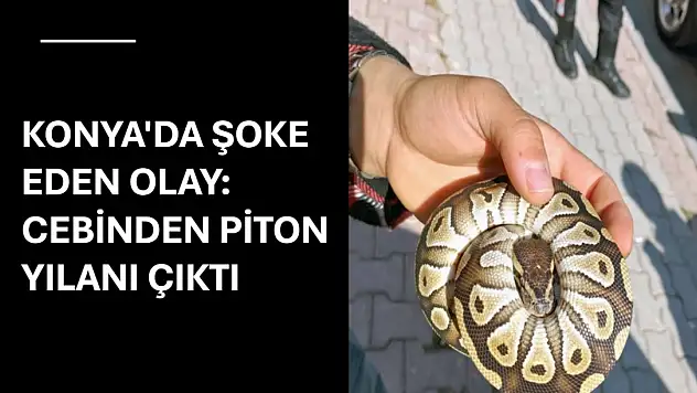 Konya'da asayiş kontrolü sırasında şoke eden olay: Cebinden piton yılanı çıktı!