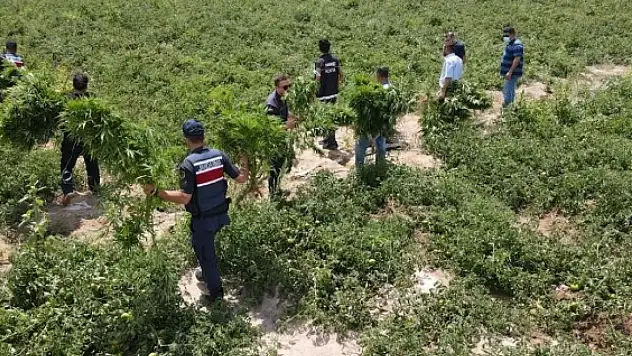 Konya'da avukatın çiftliğinde Hint keneviri bulunmuştu: Cezaları belli oldu!