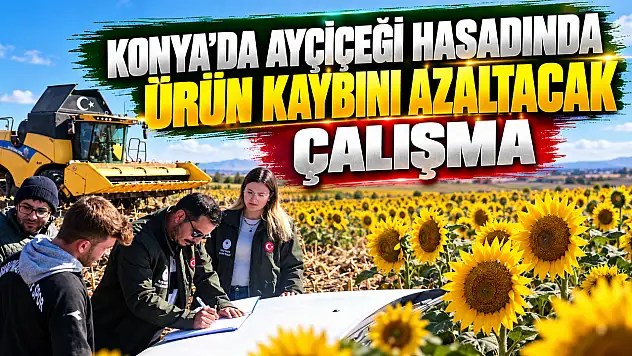 Konya'da ayçiçeği hasadında ürün kaybını azaltacak çalışma
