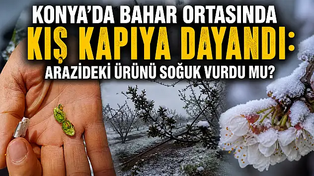 Konya'da bahar ortasında kış kapıya dayandı: Arazideki ürünü soğuk vurdu mu?