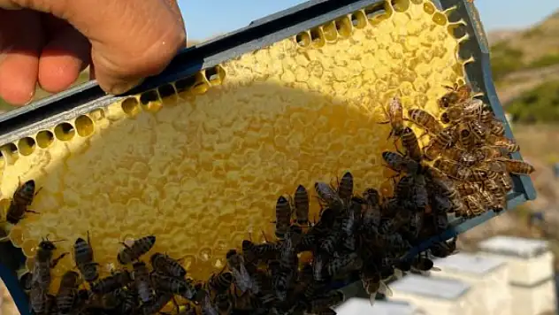 Konya'da bal üreticilerinin yüzü güldü!