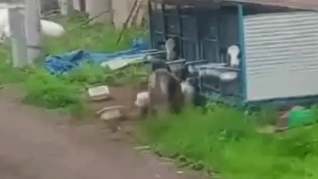 Konya'da başıboş köpekler parçaladı: Daha 4 aylıktı