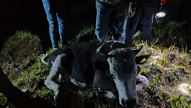 Konya'da bataklığa saplanan ineğin yardımına itfaiye koştu