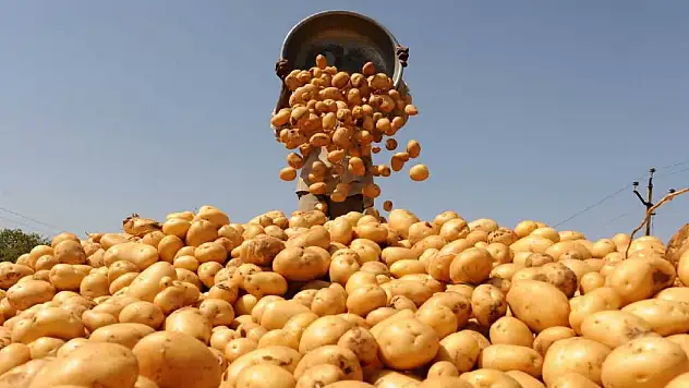 Konya'da belediye ücretsiz patates dağıtacak! İşte yeri ve tarihi...