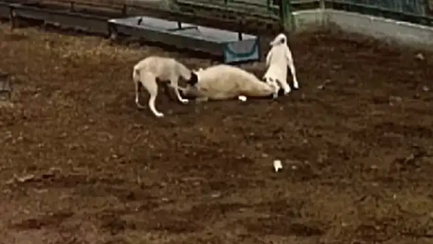 Konya'da besledikleri köpekler dehşet saçtı