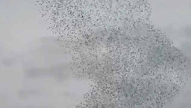 Konya'da binlerce sığırcığın sabah dansı büyüledi