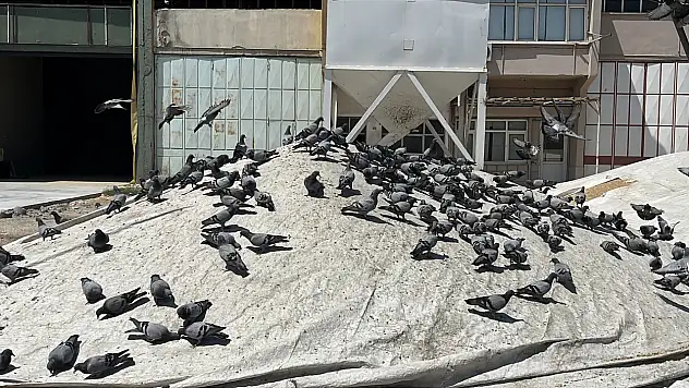 Konya'da buğdayın bir de kanatlı müşterileri var