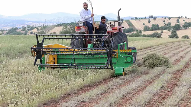 Konya'da büyükşehir destek vermişti: Hasadı başladı!