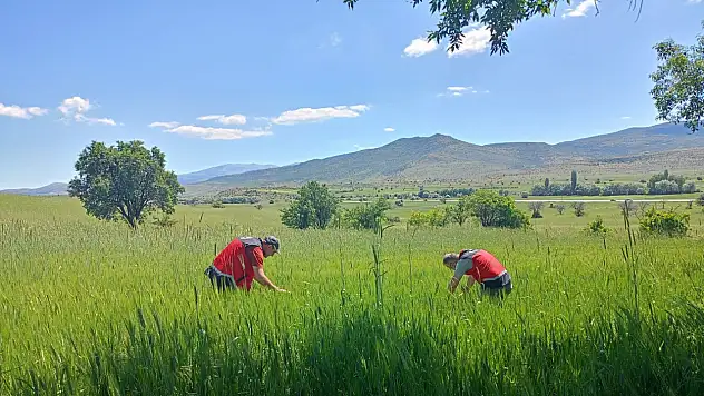 Konya'da çiftçinin gözü bu çalışmada