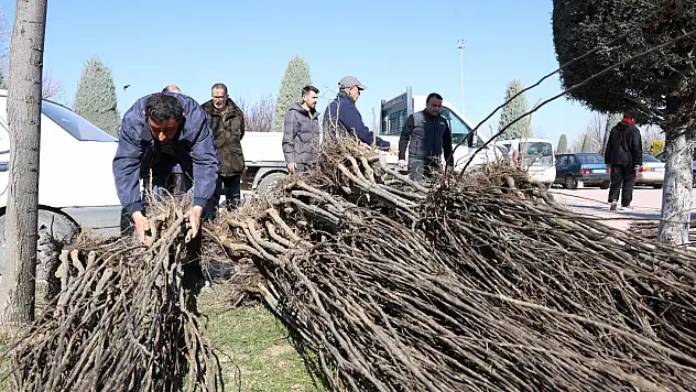 Konya'da çiftçiye fidan desteği başladı: 23 bin 530 fidan toprakla buluşacak