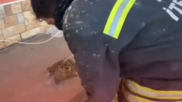 Konya'da çıkan yangından kurtarılan kaplumbağa viral oldu! İşte yürek ısıtan görüntüler...