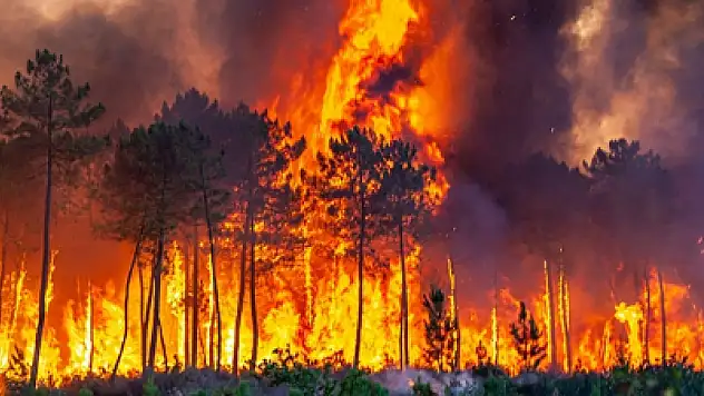 Konya'da dahil olmak üzere 61 ilde orman yangınıyla ilgili 23 şüpheli gözaltına alındı: 4 kişi tutuklandı