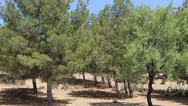 Konya'da doğa dostu tarım: Badem ormanları erozyonla ve zararlılarla mücadele ediyor