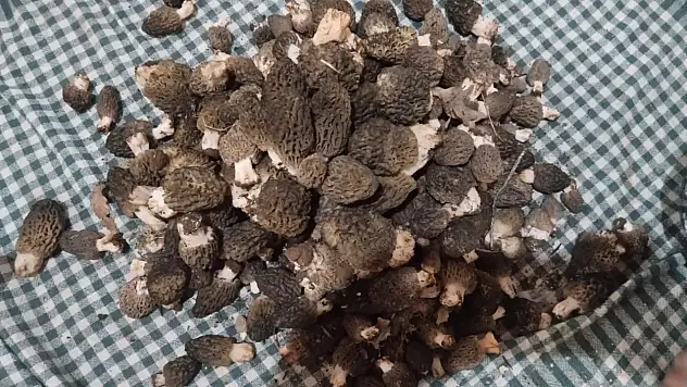 Konya'da doğanın gizli hazinesi! Hasat sezonu başladı