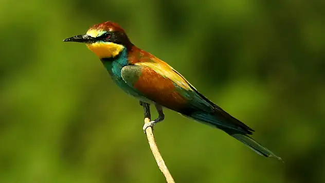 Konya'da doğanın renkli misafirleri: Arı kuşları