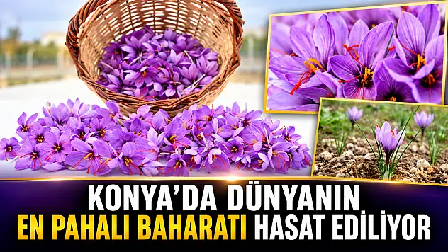 Konya'da dünyanın en pahalı baharatı hasat ediliyor