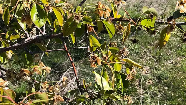Konya'da ekili arazilerin don tespit çalışmaları sürüyor