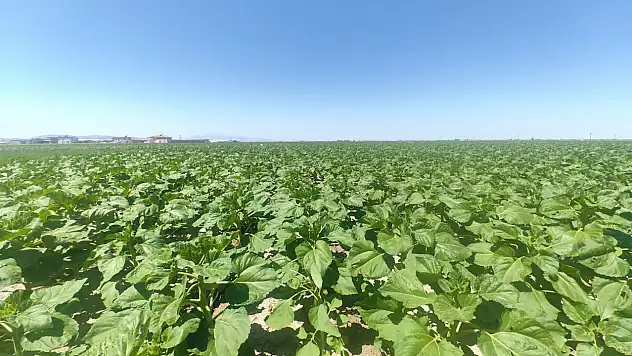 Konya'da ekipler sahada! Bu mantar türüne ilk kez rastlandı