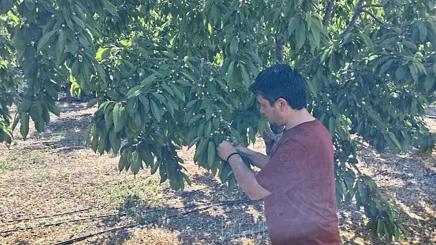 Konya'da ekipler, üreticinin emeğini korumak için sahada