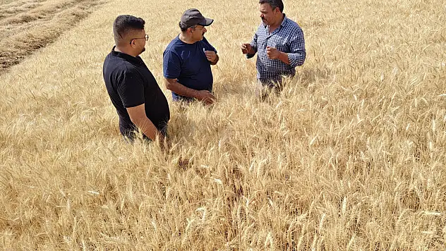 Konya'da ekmeklik buğday verimi arttı mı? Uzman isim açıkladı: