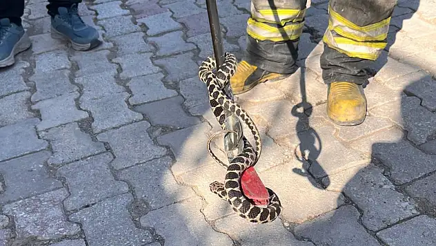 Konya'da evin bodrumuna giren yılan paniğe neden oldu