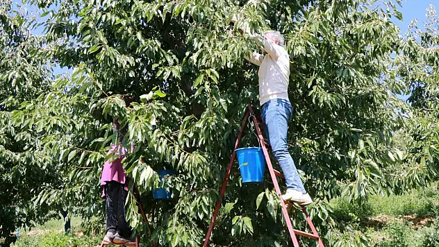 Konya'da eylül bereketi! Hasat hâlâ devam ediyor