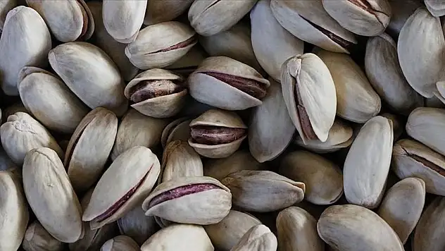 Konya'da fıstık hasadı sürüyor