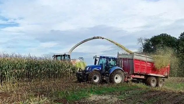 Konya'da geliştirilen 'Dallı Darı' kuraklığa ve yüksek maliyete çözüm oluyor