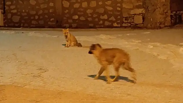 Konya'da görülmemiş dostluk