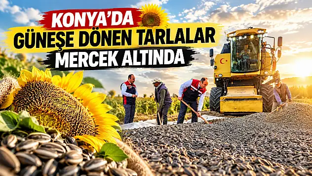 Konya'da güneşe dönen tarlalar mercek altında
