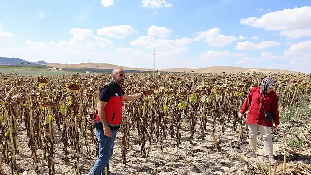 Konya'da hasat mesaisi sürüyor