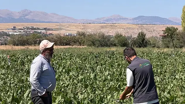 Konya'da hasat öncesi kritik alarm! Şeker pancarında hastalık ve polar tehlikesi var mı?