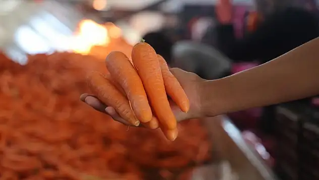 Konya'da havuç sezonu hız kazandı