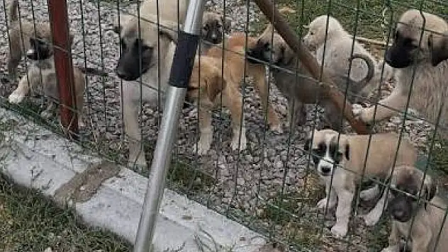 Konya'da hayvan barınağıyla ilgili dikkat çeken iddialar