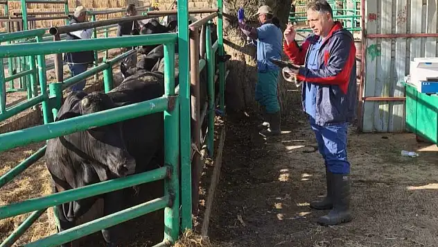 Konya'da hayvan sağlığı için denetimler aralıksız devam ediyor