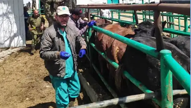 Konya'da hayvan sağlığı için sıkı denetim